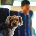 Bringing Pets on the Party Bus: What You Need to Know