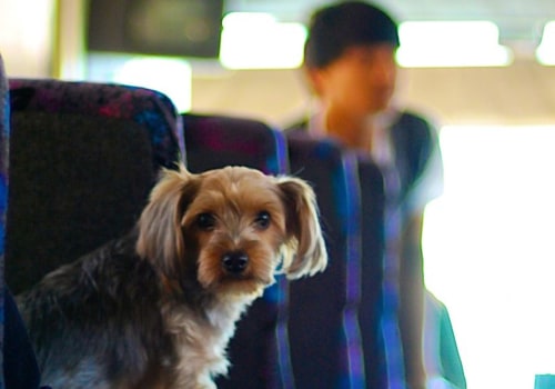 Bringing Pets on the Party Bus: What You Need to Know